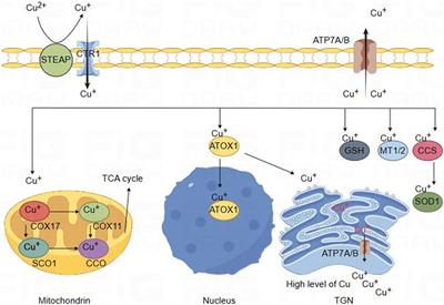 Exploring Copper’s role in stroke: progress and treatment approaches